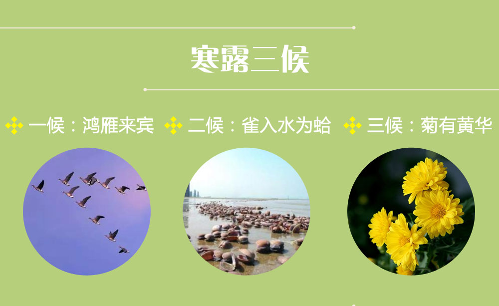 一候:鸿雁来宾;二候:雀入水为蛤;三候:菊有黄华.